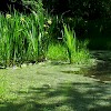Pond in Naphill Common