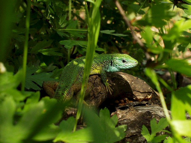Green lizard #2